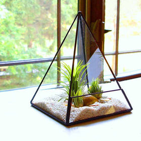 Glass Terrarium Moss Miniature